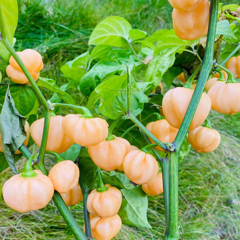 7 Pot Smooth Peach